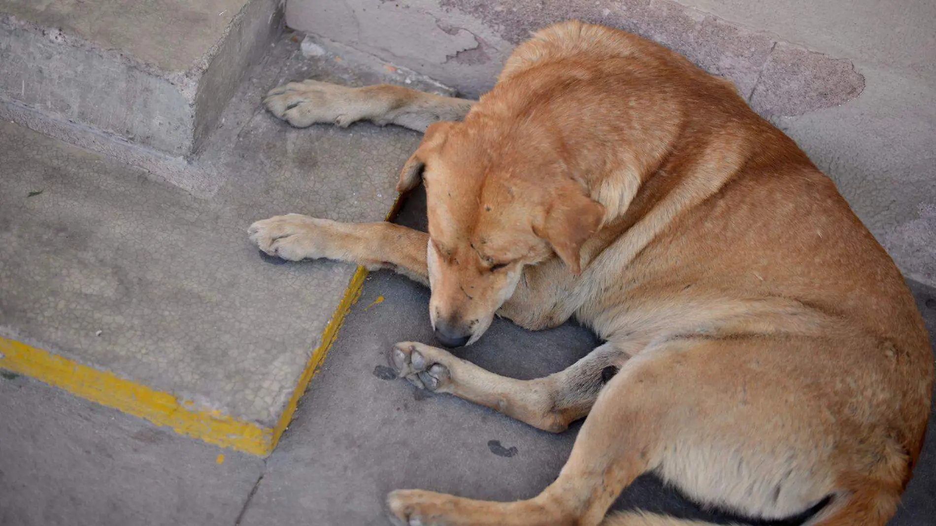 perro perrito mascota animales maltrato animal 1